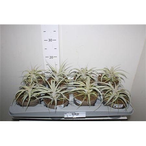 ** Tillandsia Xerograph * Spring Deal *