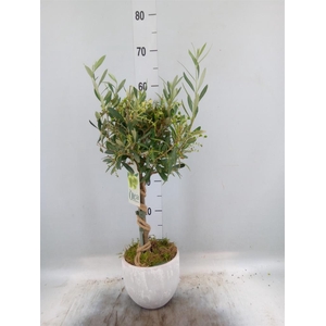 Arr. Tuinplanten H%