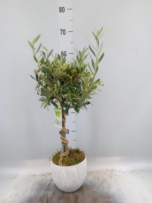 <h4>Arr.   Tuinplanten H%</h4>