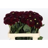 Dahlia Black Fox