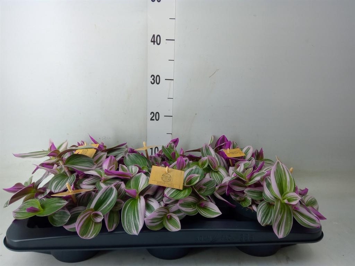 <h4>Tradescantia cerinth. 'Nanouk'</h4>