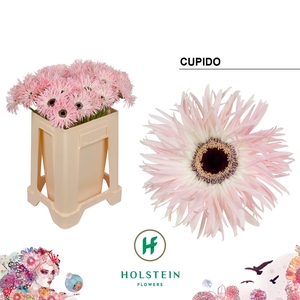 GE GS B GERSP CUPIDO