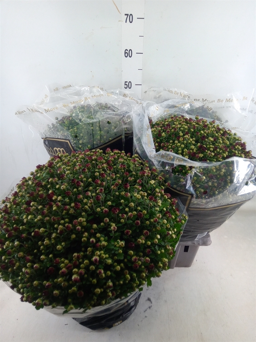 <h4>Chrysanthemum   ..</h4>