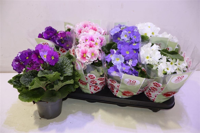 <h4>Prim Ob Tm Gem</h4>