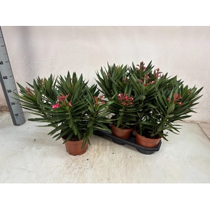 NERI OLEANDER
