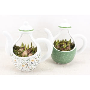 arr4 Muscari RN - Minty Mysrique teapot