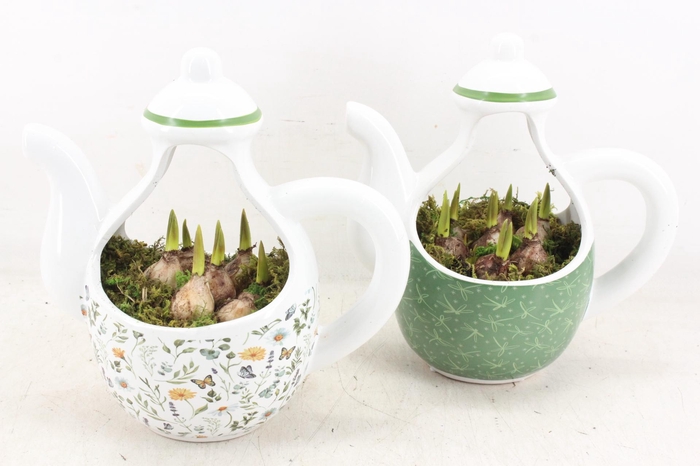 <h4>arr4 Muscari RN - Minty Mysrique teapot</h4>