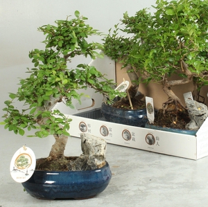 BONSAI GEM