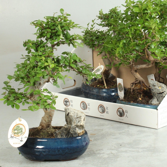 <h4>BONSAI GEM</h4>