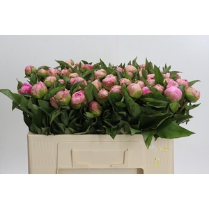 Paeonia Catharina Fontijn