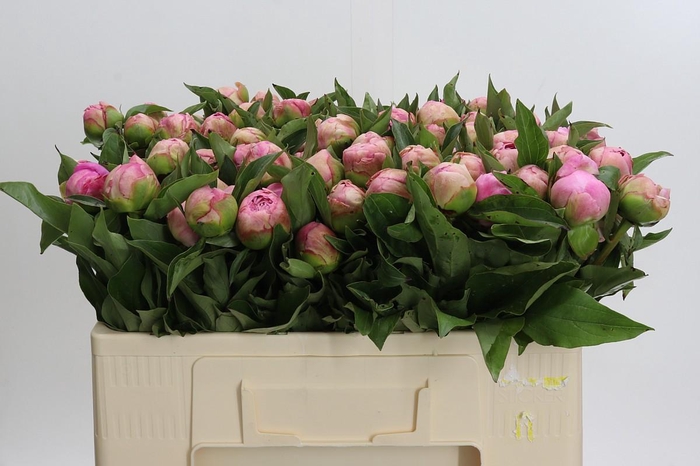 <h4>Paeonia Catharina Fontijn</h4>