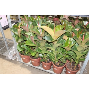 FICUS ELASTICA CLOE P24