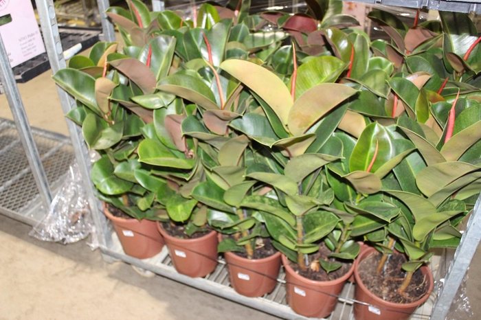 FICUS ELASTICA CLOE P24