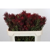 Leucadendron Blush Spray