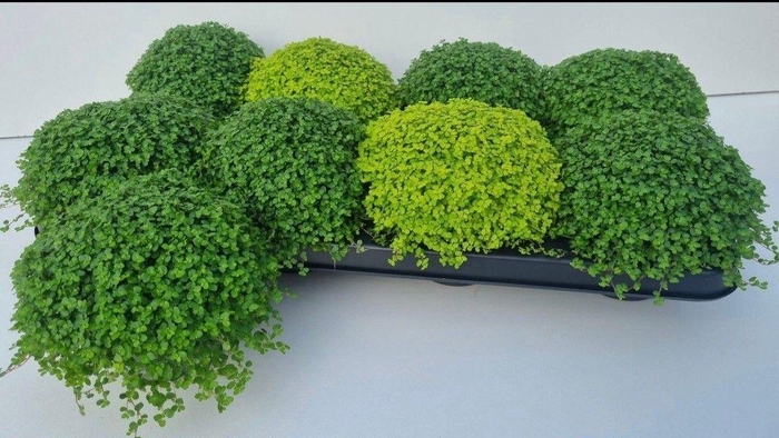 <h4>SOLEI SOL  GEM 2 SRT</h4>