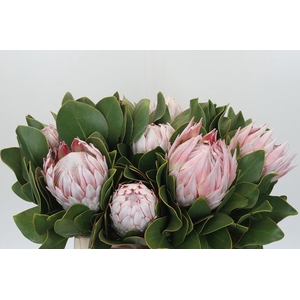 Protea Cynaroides
