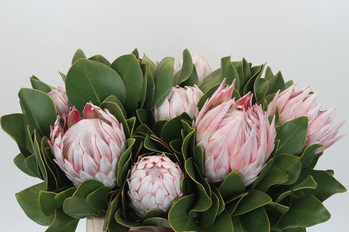 <h4>Protea Cynaroides</h4>
