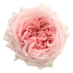 R Gr PR Princess Hitomi Pink 40cm CO