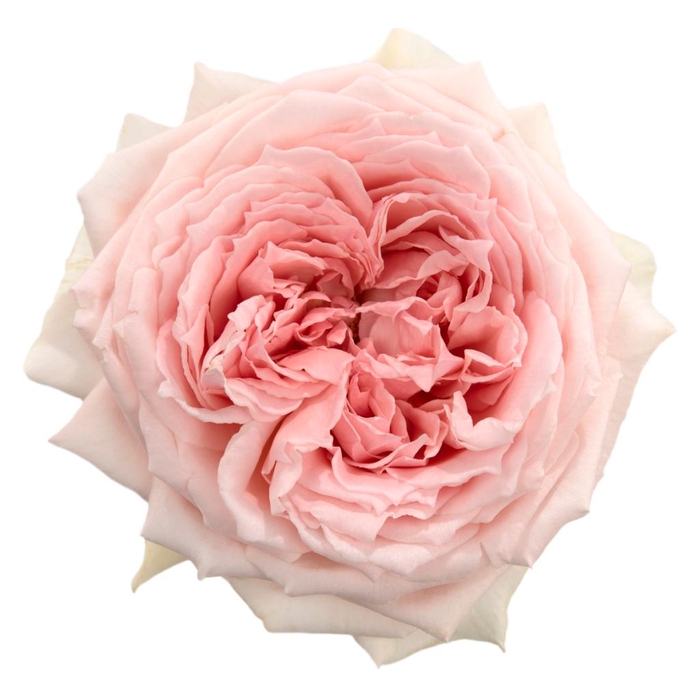 R Gr PR Princess Hitomi Pink 40cm CO