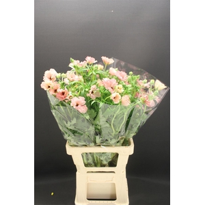 Ran Butterfly Isis 60cm