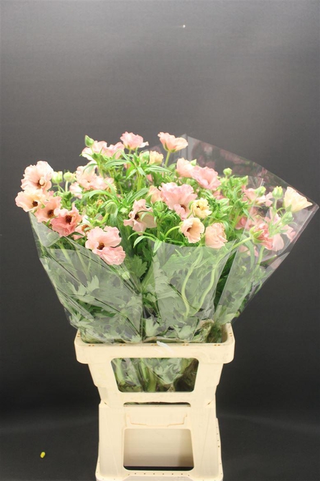 <h4>Ran Butterfly Isis 60cm</h4>