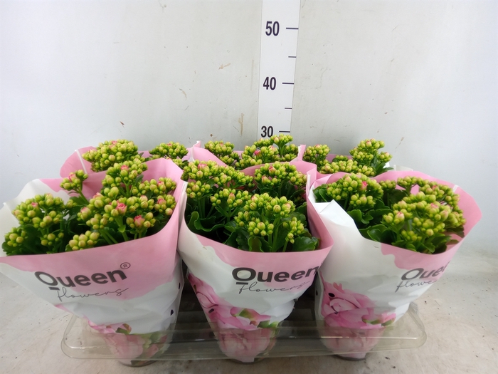 <h4>Kalanchoe  'RoseFlow Constance'</h4>