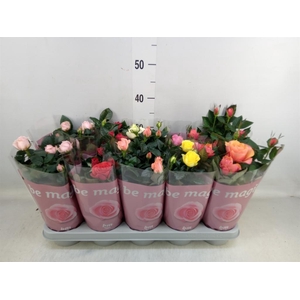 Rosa  'Beau Monde'   ...mix