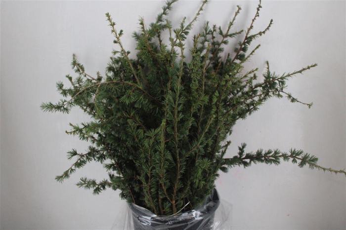 <h4>Ceder P Bunch</h4>