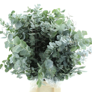 Euca Cinerea Long 300grams Albenga