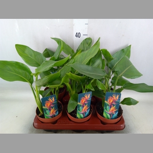 Strelitzia reg.   ...no flowers
