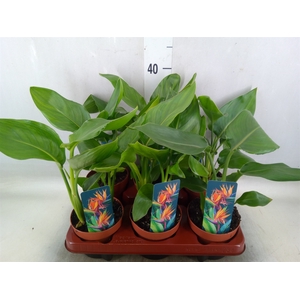 Strelitzia reg.   ...no flowers