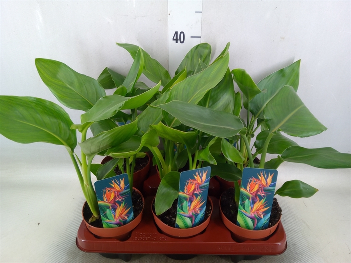 <h4>Strelitzia reg.   ...no flowers</h4>
