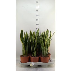 Sansevieria trifa. 'Laurentii'