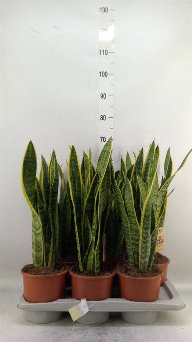 <h4>Sansevieria trifa. 'Laurentii'</h4>