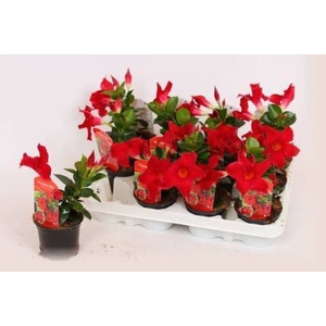 MANDE RIO PETITE RED P9