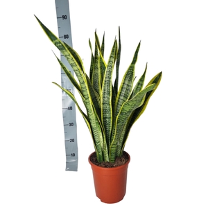 Sansevieria Laurentii 21 cm
