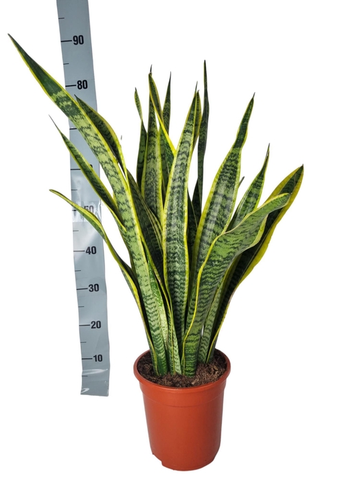 <h4>Sansevieria Laurentii 21 cm</h4>