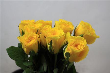 <h4>R Gr Bahama</h4>