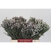 Kaaps Groen Silver Brunia