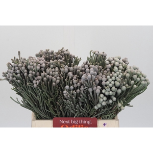 Kaaps Groen Silver Brunia