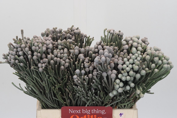 <h4>Kaaps Groen Silver Brunia</h4>