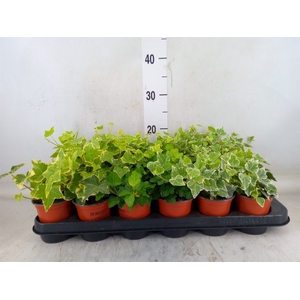 Hedera helix   ...mix 3