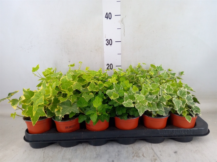 <h4>Hedera helix   ...mix 3</h4>