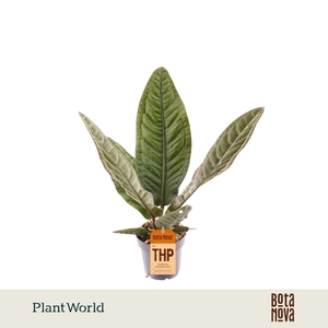 Anthurium blad