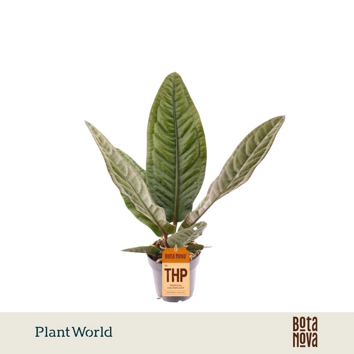<h4>Anthurium blad</h4>