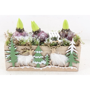 arr4 Hyacint JS - Kist kerst print