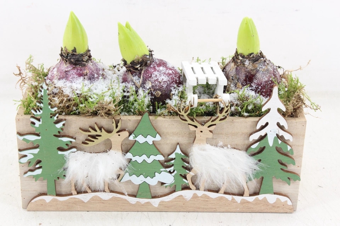 <h4>arr4 Hyacint JS - Kist kerst print</h4>