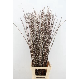 SALIX WILGENKATJES 120CM