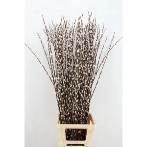 SALIX WILGENKATJES 120CM