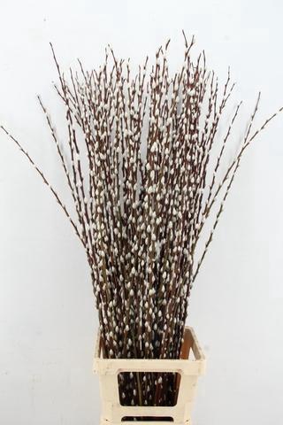 <h4>SALIX WILGENKATJES 120CM</h4>
